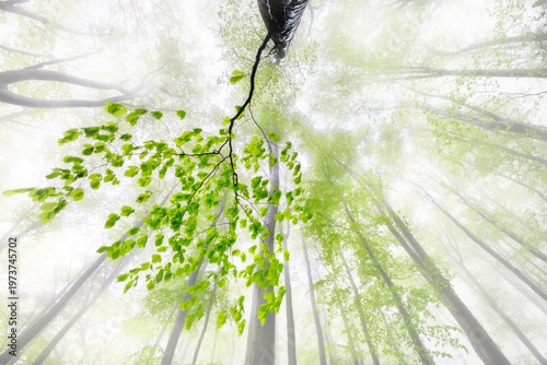 Billede på lærred Looking up at misty forest with delicate green leaves and airy light