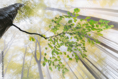 Looking up at misty forest with green leaves branch and sun rays
