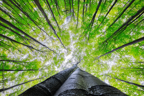 Looking up at fresh green forest canopy with tall trees in spring