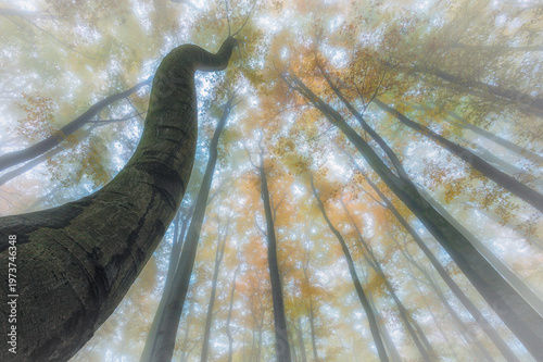 Looking up at curved tree in misty autumn forest with golden canopy