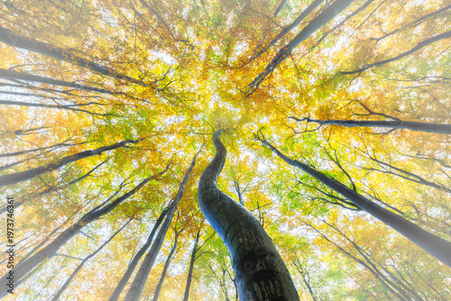 Looking up at vibrant autumn forest canopy with tall tree and colorful leaves