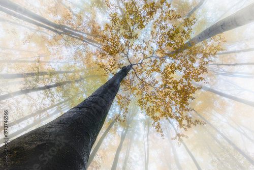 Looking up at tall tree in misty autumn forest with golden canopy