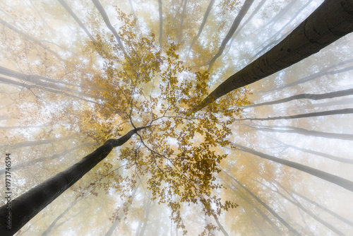 Looking up at misty autumn forest canopy with golden leaves