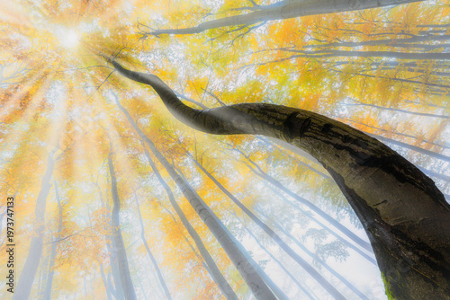 Looking up at tall trees in misty autumn forest with golden leaves