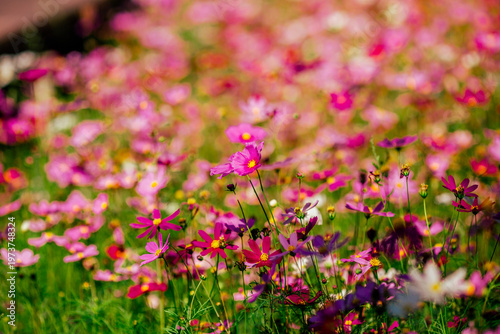 Flower background view The colorful colors of tulips (pink, red, white, orange, yellow, green, purple) planted in gardens for the beauty of the spectators, are species that grow in cold weather.