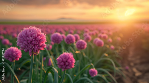 Full Bloom Organic Onion Farm Radiating in the Morning Sunrise