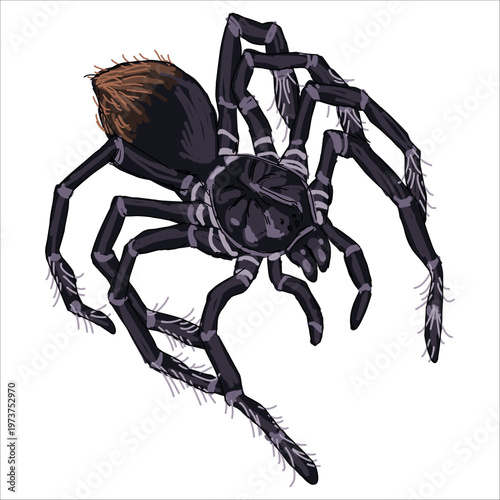 Illustration Bolivian blue leg bird eater spider. Pamphobeteus antinous. Colorful, hand-drawn, vector illustration. Picturesque. Unique detailed stylization. Print on sketchbooks, stickers, postcards