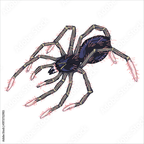 Illustration of Goliath Pinkfoot Tarantula. Theraphosa apophysis. Colorful, hand-drawn, vector illustration. Picturesque. Unique detailed stylization. Print on sketchbooks, stickers, postcards