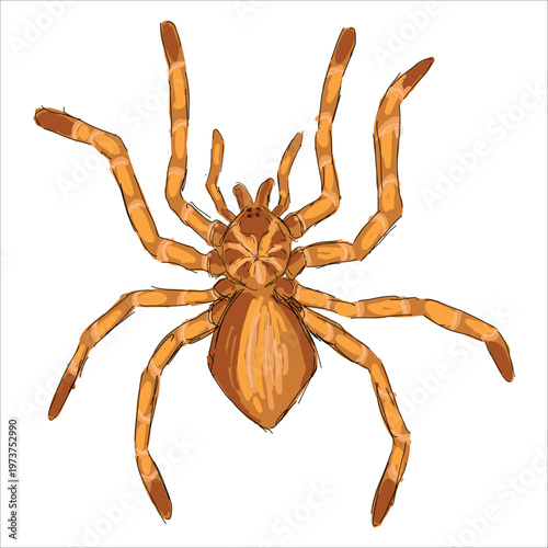 Illustration of a Goliath Tarantula. Theraphosa blondi. Colorful, hand-drawn, vector illustration. Picturesque. Unique detailed stylization. Print on sketchbooks, stickers, postcards, cups, clothes