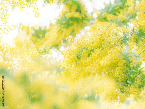 ミモザのある風景。春の公園や花壇を彩る黄色い花。木漏れ日が差し込む優しい雰囲気。ぼんやりした花畑のイメージ。