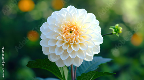 White dahlia flower blooming in a time lapse White dahlia flower blooming in a time lapse