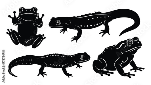 Amphibian animals vector set with frog toad and salamander silhouettes on white background