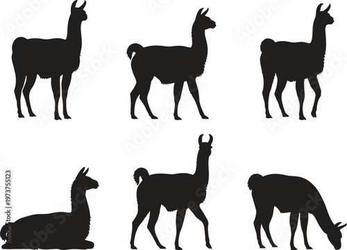 Llama silhouette collection six distinct poses of south american camelids in black and white