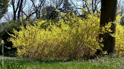 Blooming forsythia or golden bush in spring park.