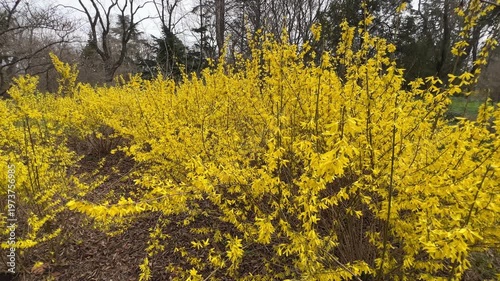 Blooming forsythia or golden bush in spring park.