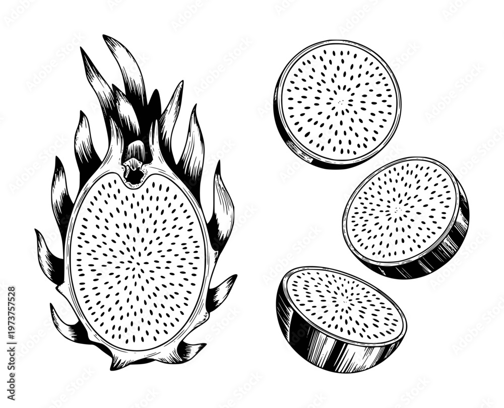 Obraz premium Hand Drawn Black and White Dragon Fruit Slices and Half Isolated White Background