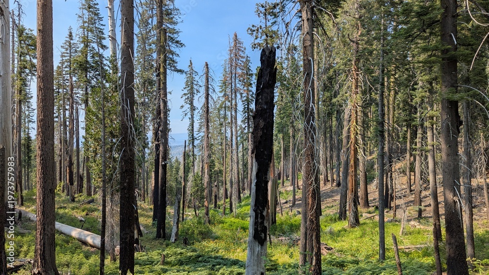 Obraz premium The forest on the path to recovery after a fire.
