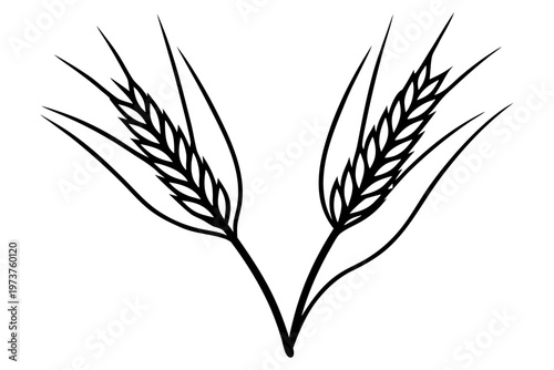 ears of wheat vector illustration, ears of wheat icon vector