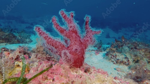 Deep marine life -  Dead man's finger -soft coral- in blue sea water