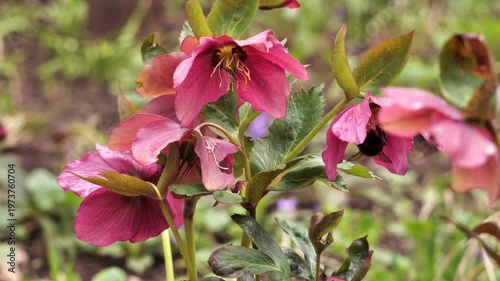 Blooming red hellebore and big bumblebee in the spring park.