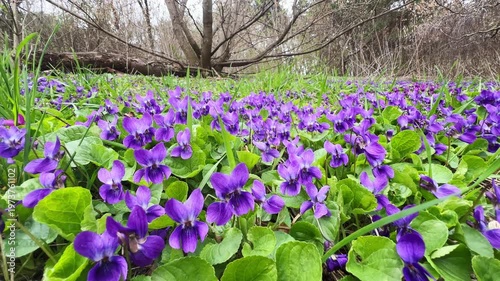 A meadow of violets in a spring park.