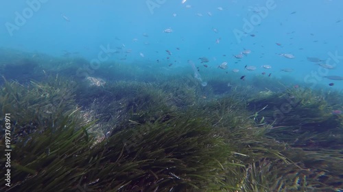 POV Scuba diving over a green Posidonia seaweed field - Nature underwater