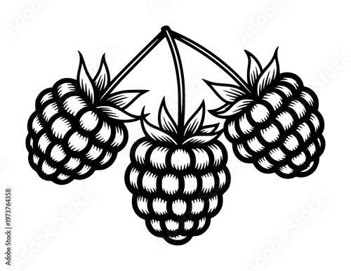 Black and white of raspberries a white background raspberry fruit