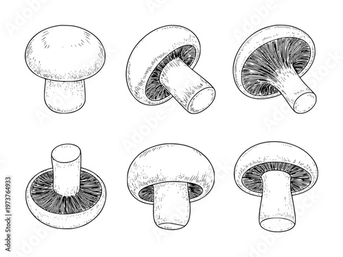 Detailed Hand Drawn Champignon Mushroom From Different Angles food ingredient