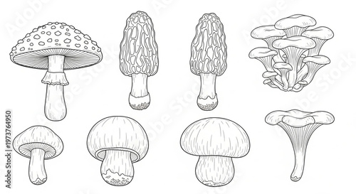 Mushroom set outline sketch illustration.