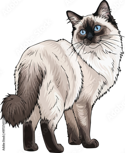 Balinese Cat standing rear view looking back attentive illustration