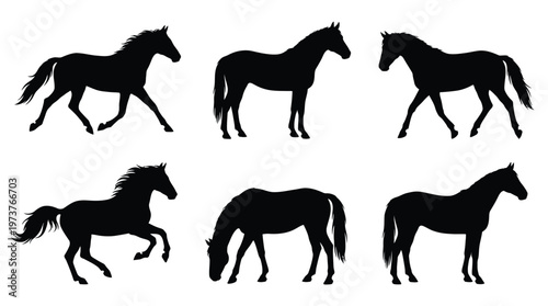 Horse Runs, Hops, Gallops Isolated on White Background ,.The main topic of equestrian sports, training, animal husbandry and veterinary medicine