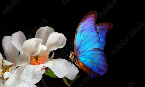 bright blue tropical morpho butterfly on white magnolia flower in water drops isolated on black. magnolia bud and butterfly close-up