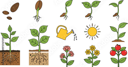 Plant Growth Stages Vector Set with Seed Sprout Watering Sun Flower Isolated on White Background