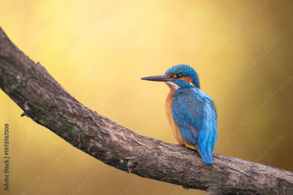 Fototapeta premium Common Kingfisher Perched on a Tree Branch