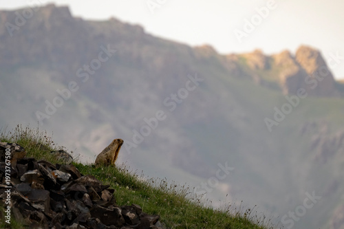 Wild Marmot Sitting on a Mountain Slope in Kyrgyzstan