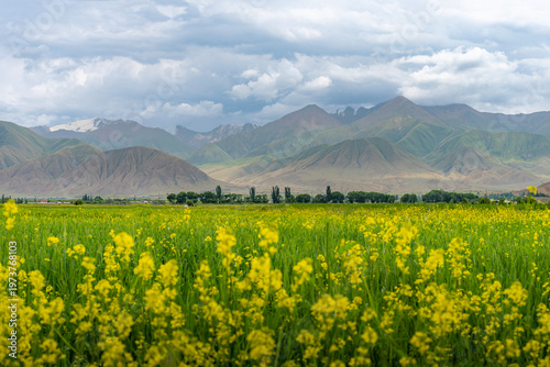 Yellow Wildflower Field and Snowy Mountains in Kyrgyzstan