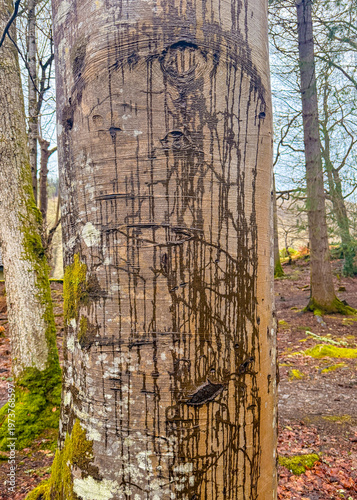 sap oozing from a tree