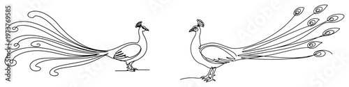 Two majestic peacocks with beautiful feathers symbol of India in minimalist continuous line art style