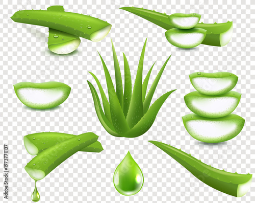 Aloe Vera Big Set Isolated Transparent Background