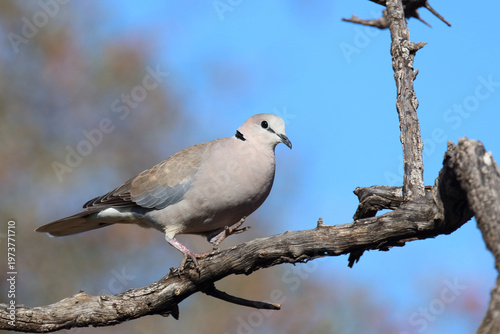 Kapturteltaube / Cape turtle dove / Streptopelia capicola