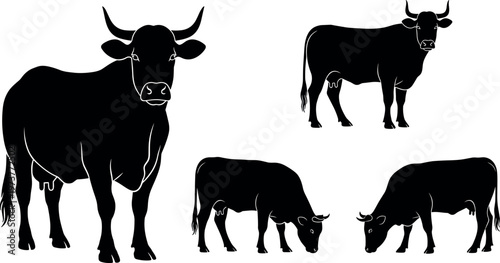 Black Cow Silhouette Set with Standing and Grazing Cattle Poses for Farm Animal Agriculture Livestock Illustration Collection on White Background