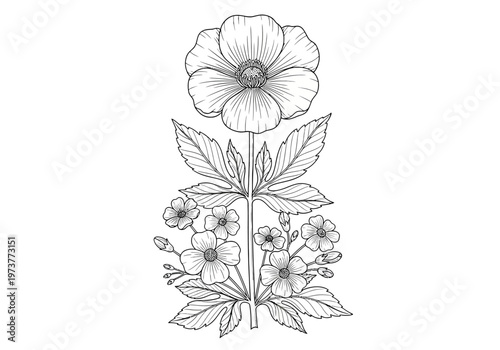 Botanical illustration of a flowering plant with multiple blooms with line art