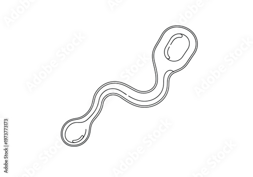 Line drawing of a sperm cell with line art