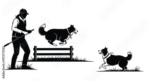 Border collie herding sheep dog agility training outdoor session