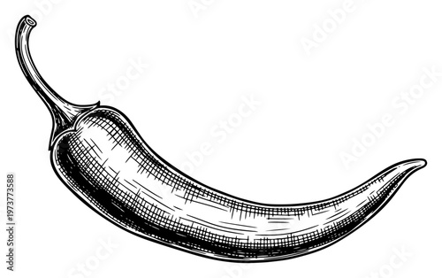Chili pepper or hot spicy piri piri in detailed vintage engraving style