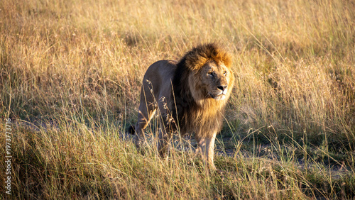 Foto Stolzer männlicher Löwe mit Mähne blickt in die Ferne – König der Tiere, Porträt