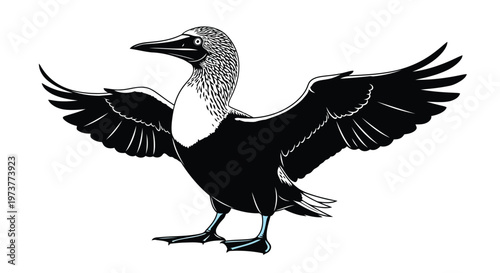 Detailed blue footed booby bird silhouette in graphic illustration