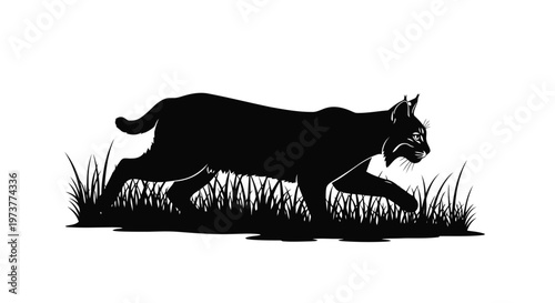 Bobcat prowling through tall grass black and white vector illustration