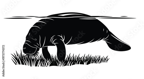 Silhouette illustration of a manatee grazing on seagrass underwater