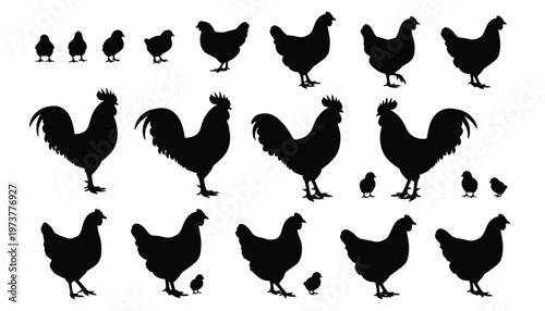 Minimalist black silhouettes of chickens, roosters, and chicks in varied poses, perfect for farm animal vector stock art